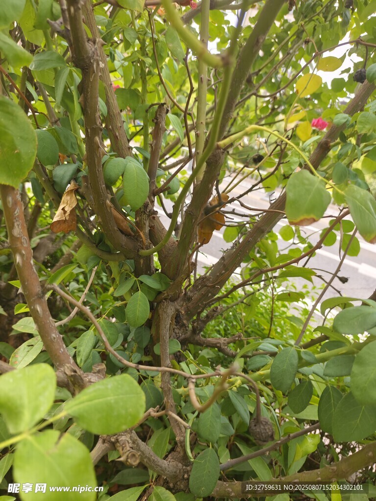 繁茂植物根部特写