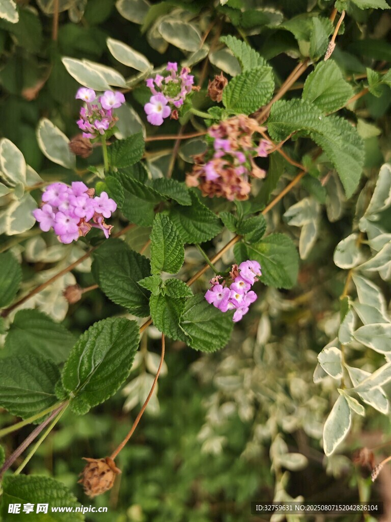 绿叶间绽放的紫色小花