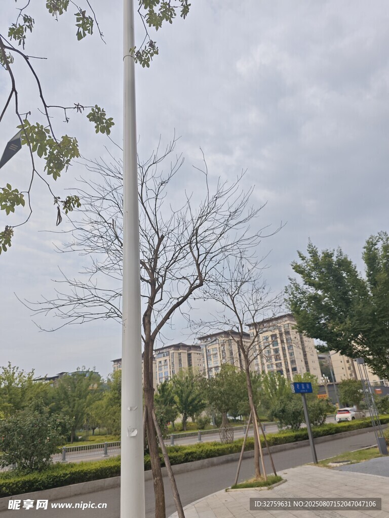 户外街道旁的树木与建筑