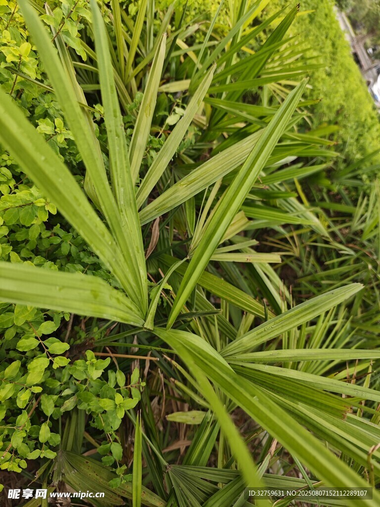 翠绿棕榈叶与周边绿植景观