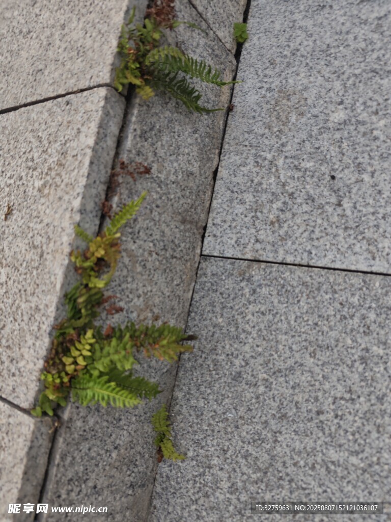 石缝中生长的翠绿植物