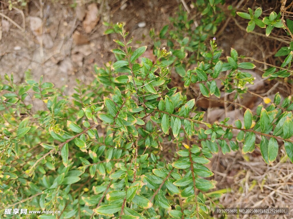地面生长的绿色植物