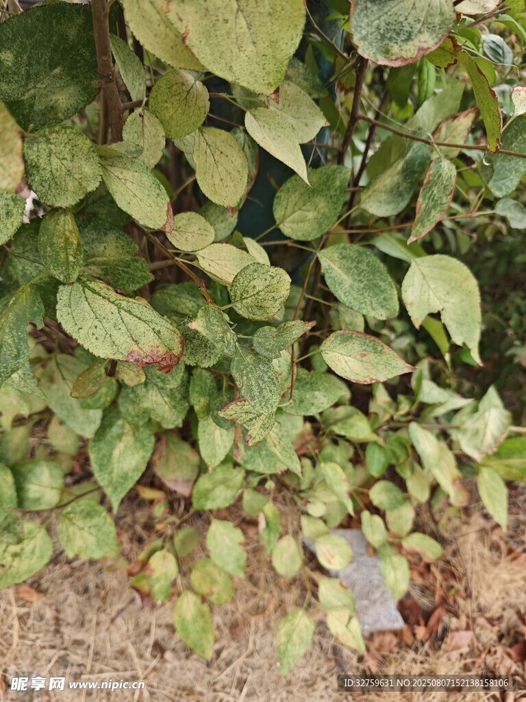 绿叶繁茂的地面植物景观