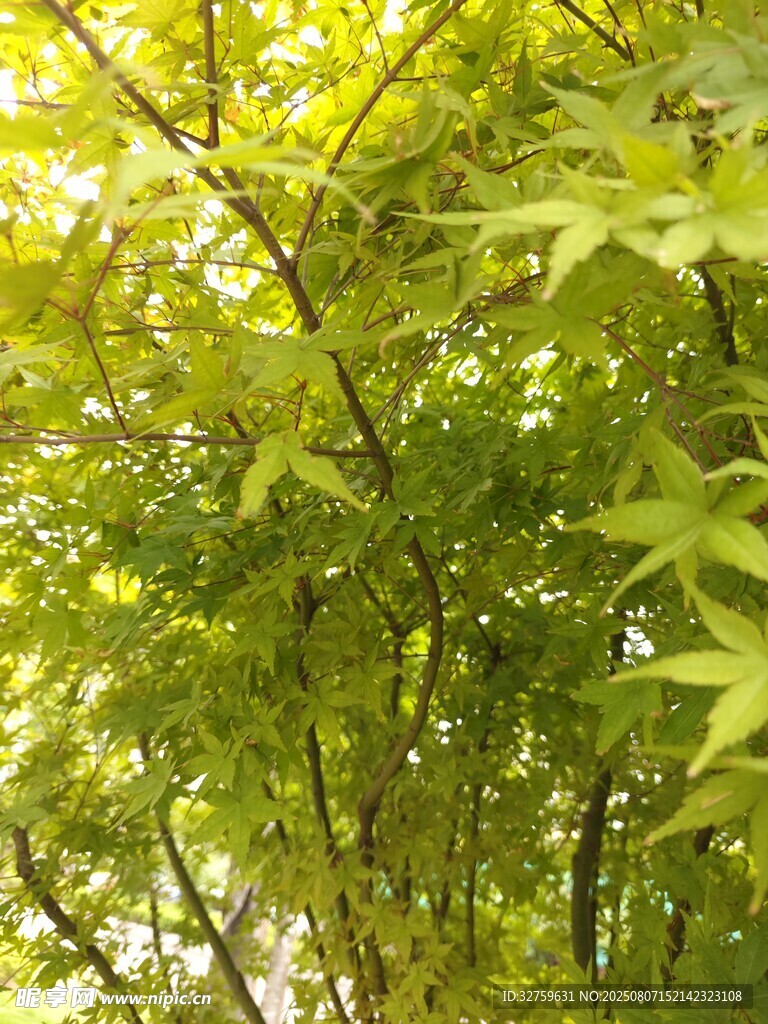 阳光下的翠绿枝叶