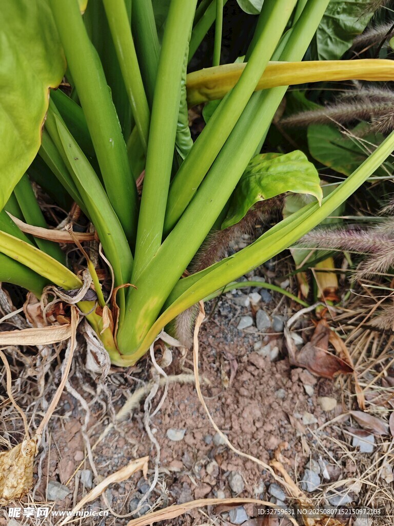 植物根部特写