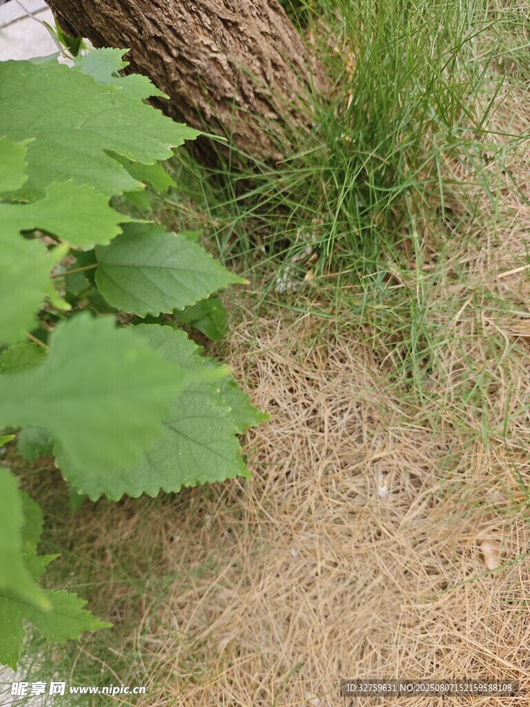 地面旁的绿植与树干