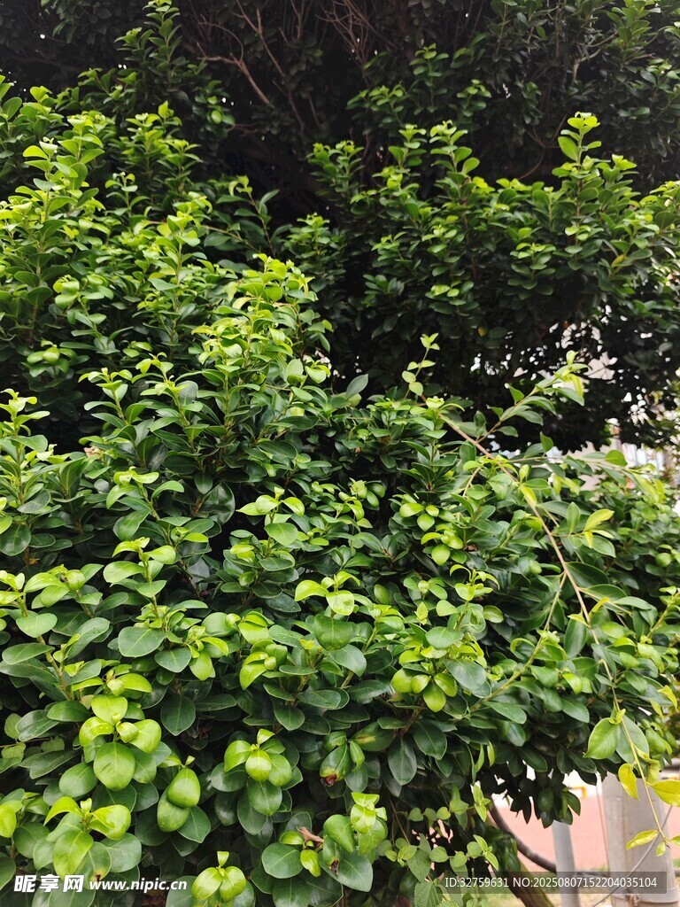 翠绿繁茂的灌木丛