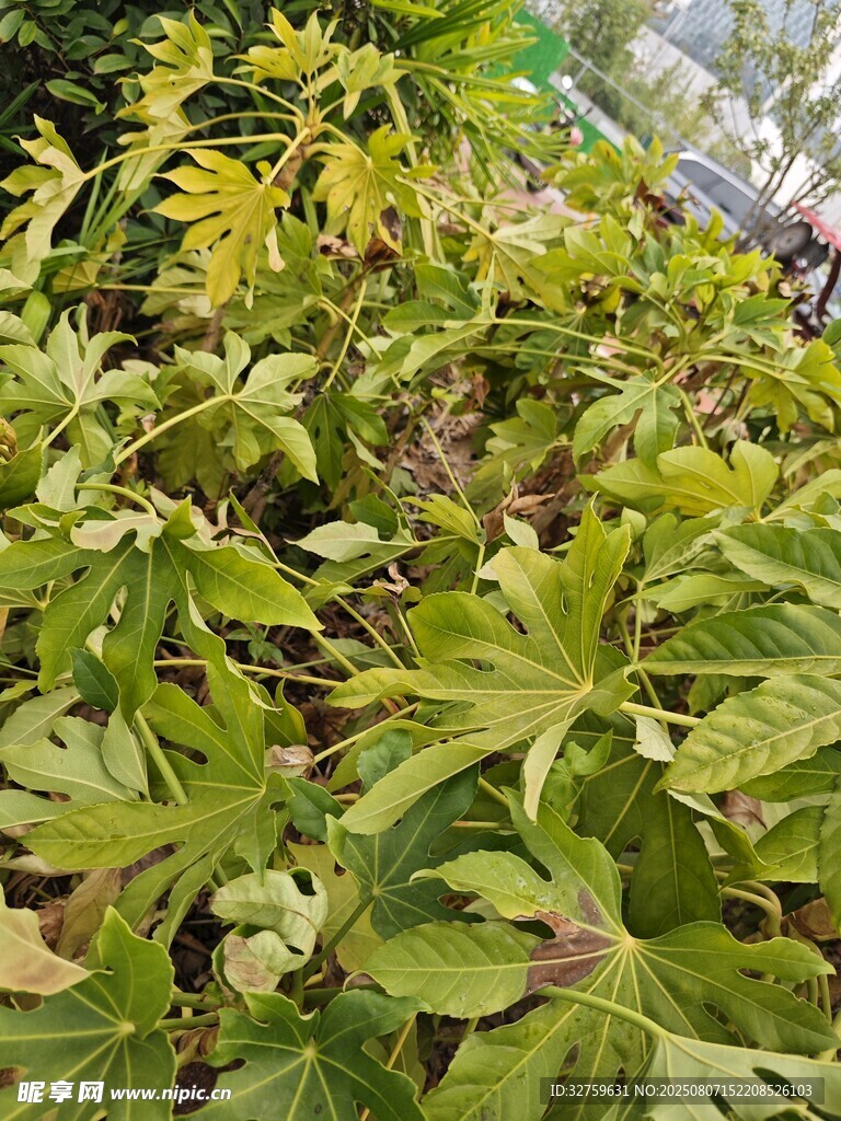 绿叶繁茂的植物景象