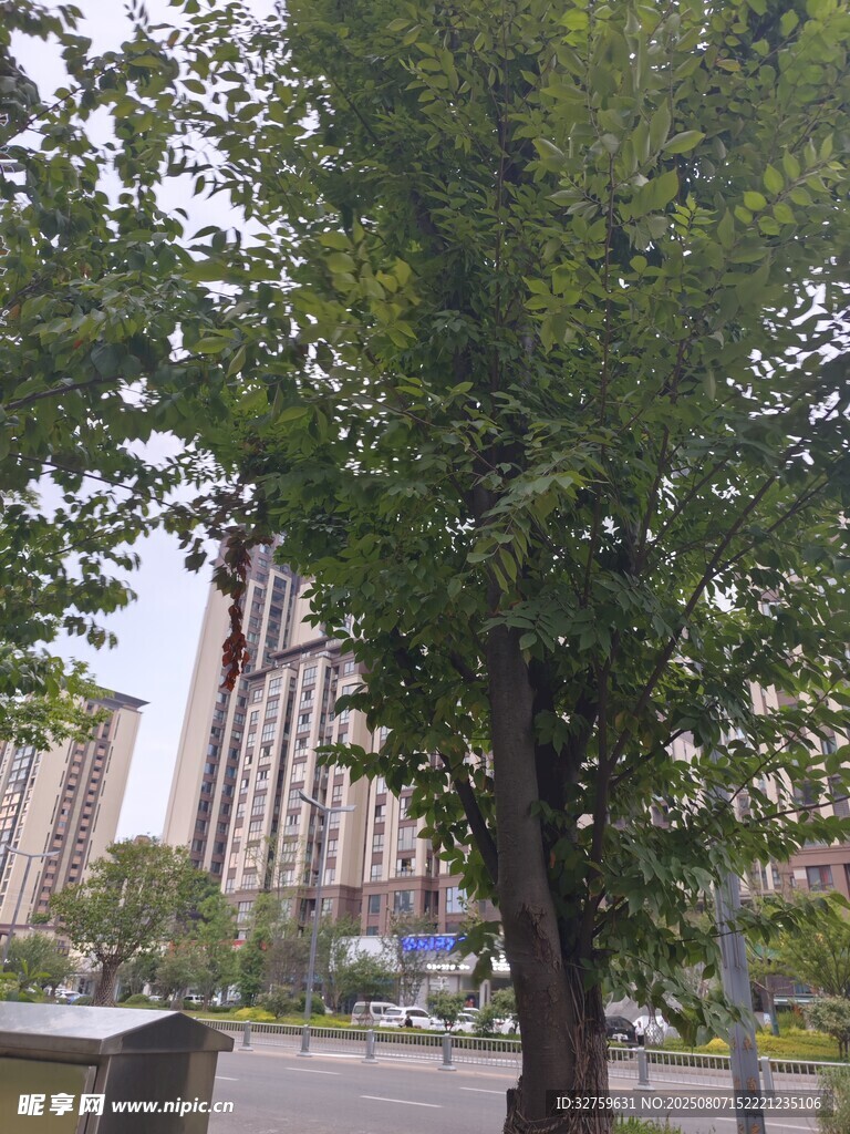 城市中茂盛的绿树