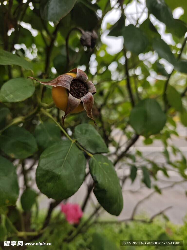 绿叶丛中的独特花朵