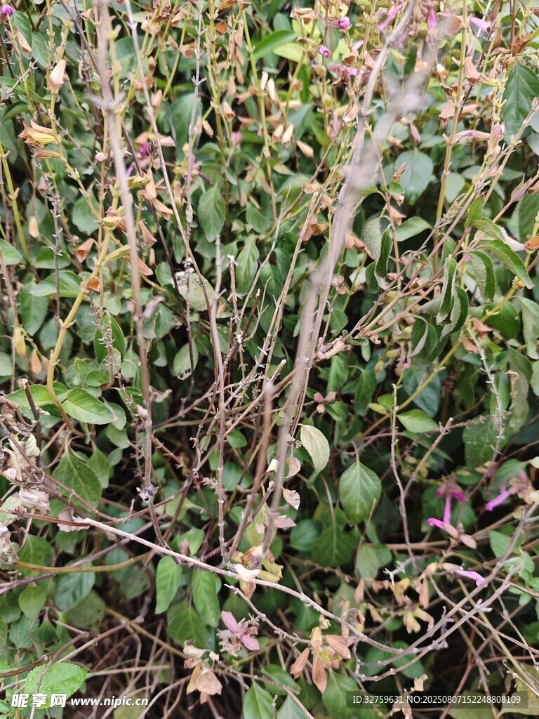 枝叶繁茂的绿色植物