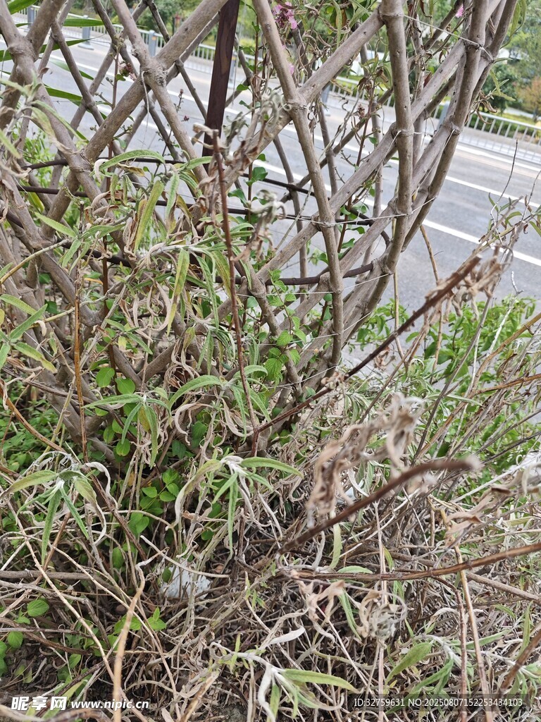 干枯杂乱的灌木丛