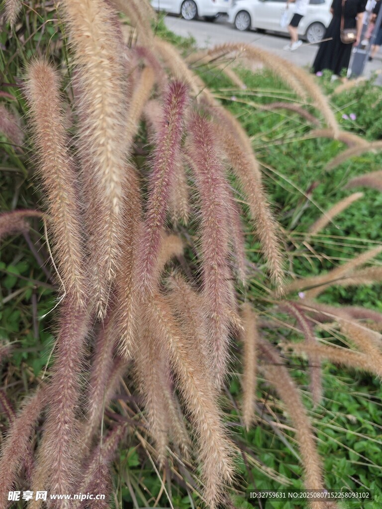 狗尾草特写