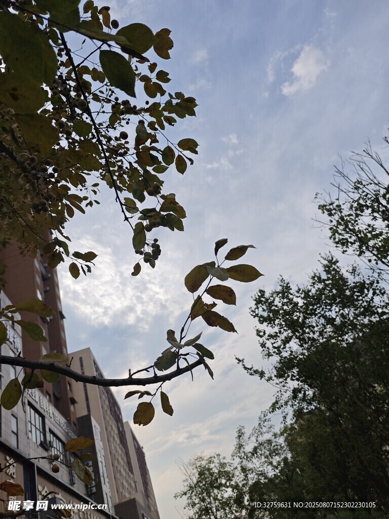 透过枝叶看天空与建筑