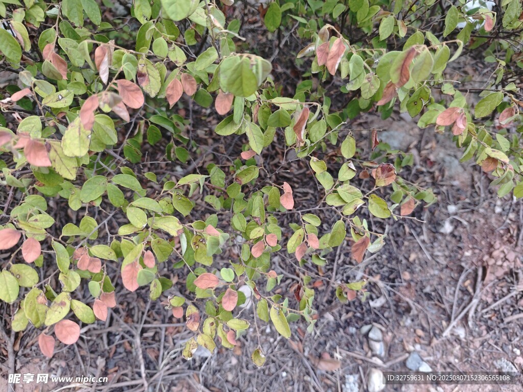 地面的多彩植物叶片