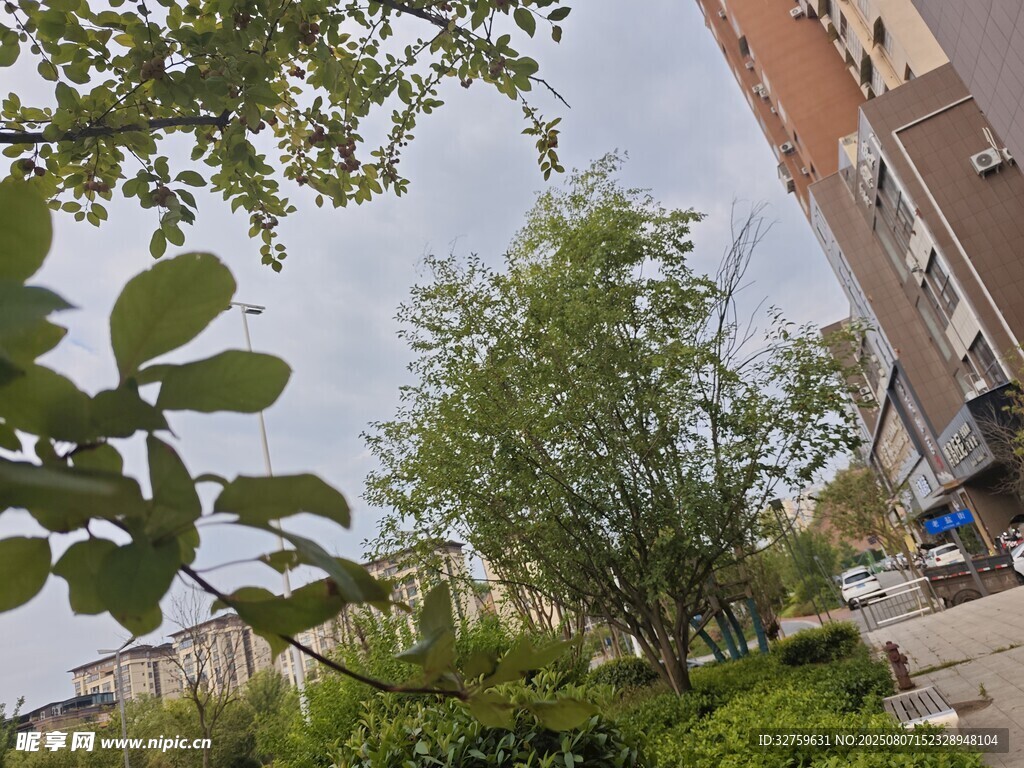 城市街边绿植景观