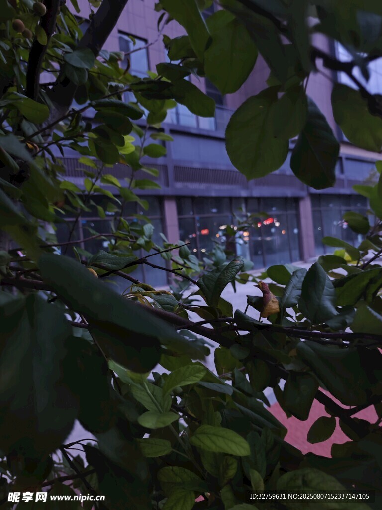 透过枝叶看建筑景观