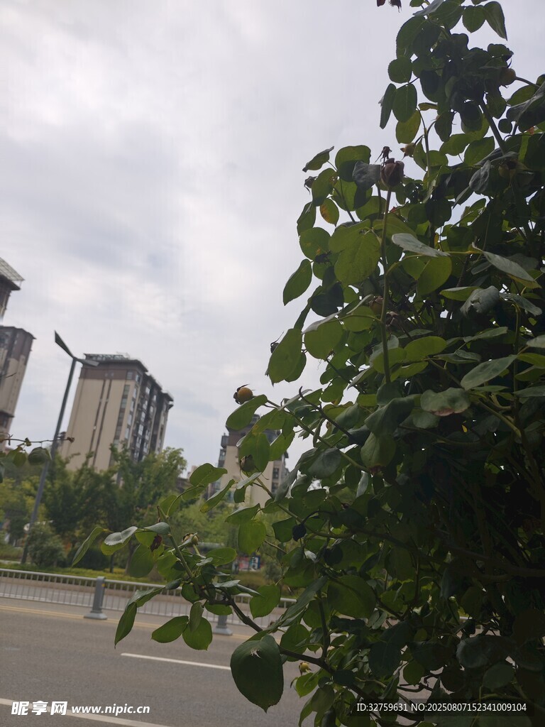 城市道路旁的绿植与高楼