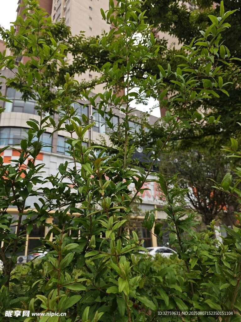 绿叶掩映下的城市景象