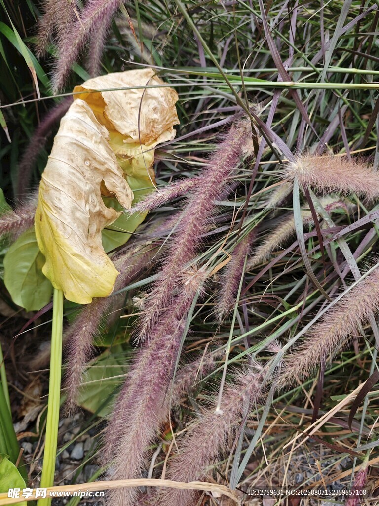 枯萎花朵于狗尾草丛中