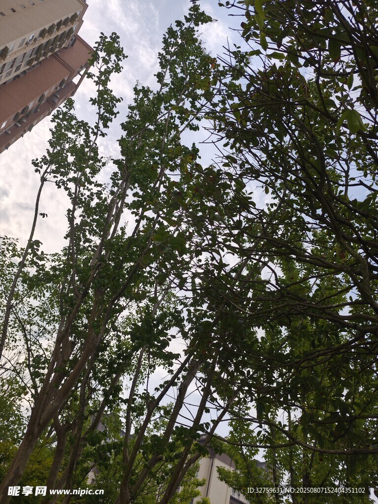 仰视茂密树林中的树木