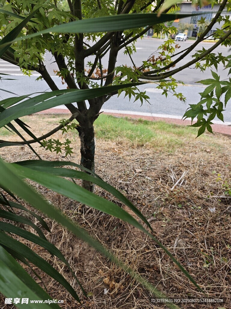 树下绿植景观