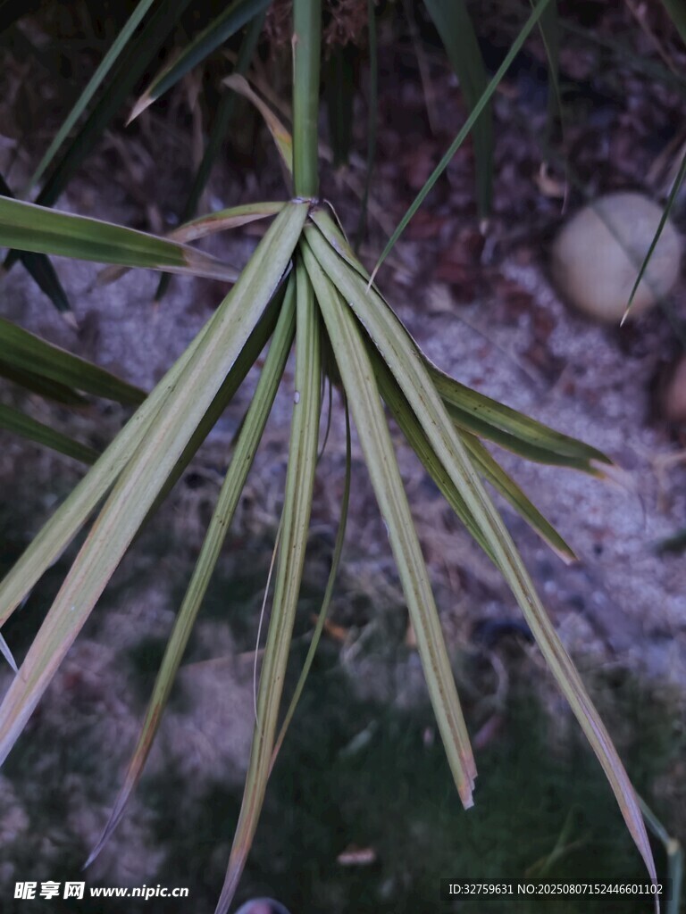 细长叶片的植物特写