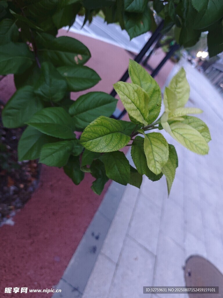 绿叶点缀下的清新景致