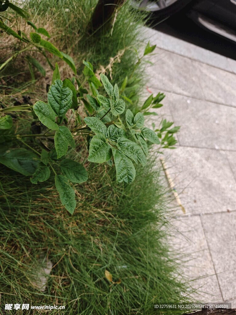 路边绿植与石板路