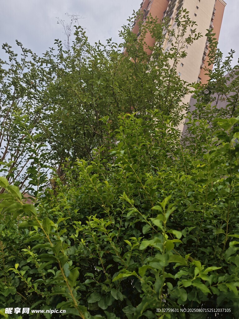 绿叶繁茂的绿植与高楼