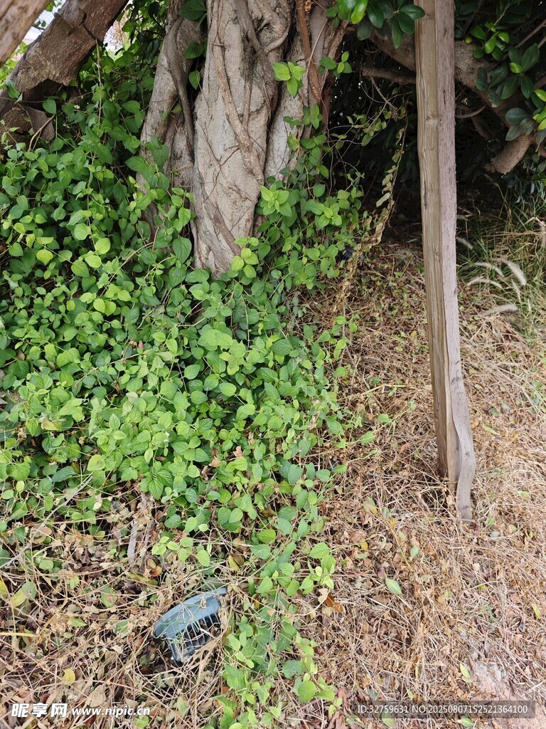 树下繁茂绿植场景