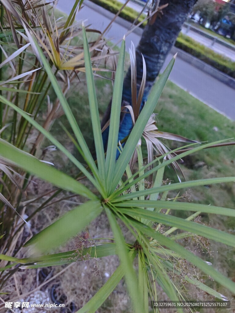 枝头孔雀立于绿植之上