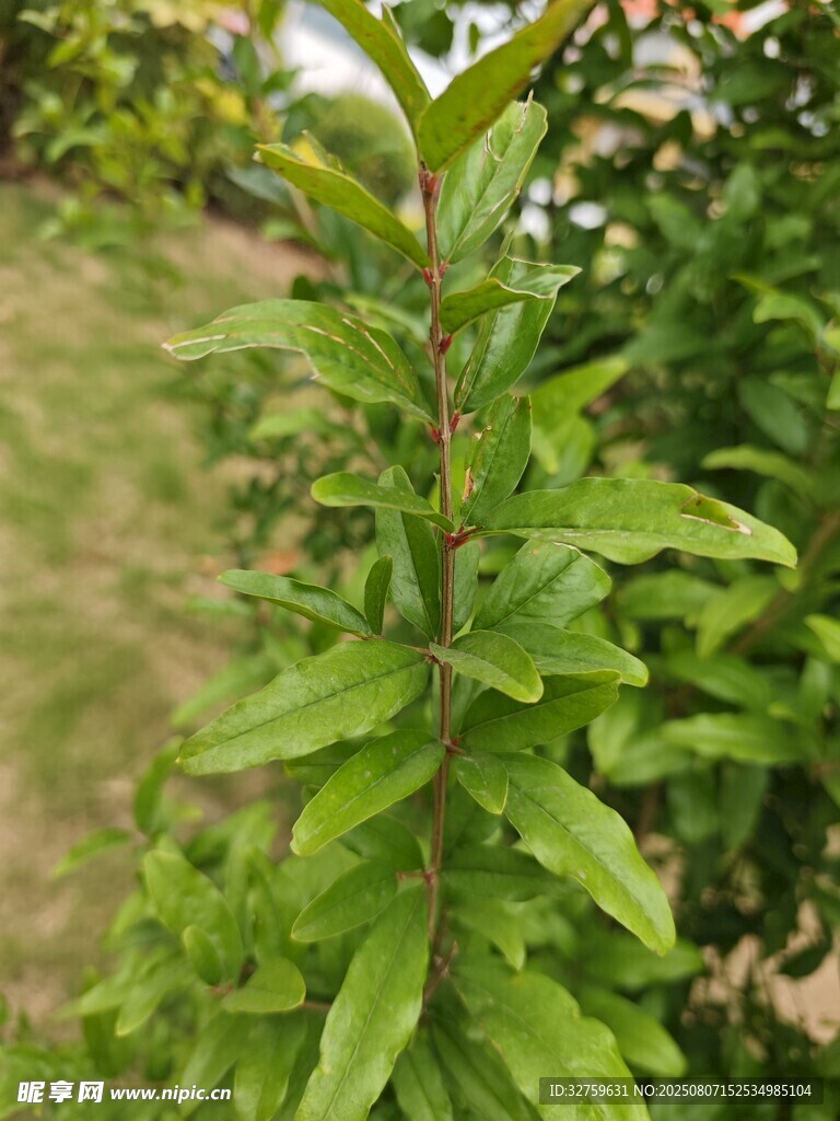 嫩绿植物特写