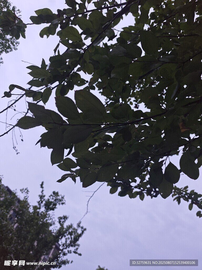 枝叶间的天空景象
