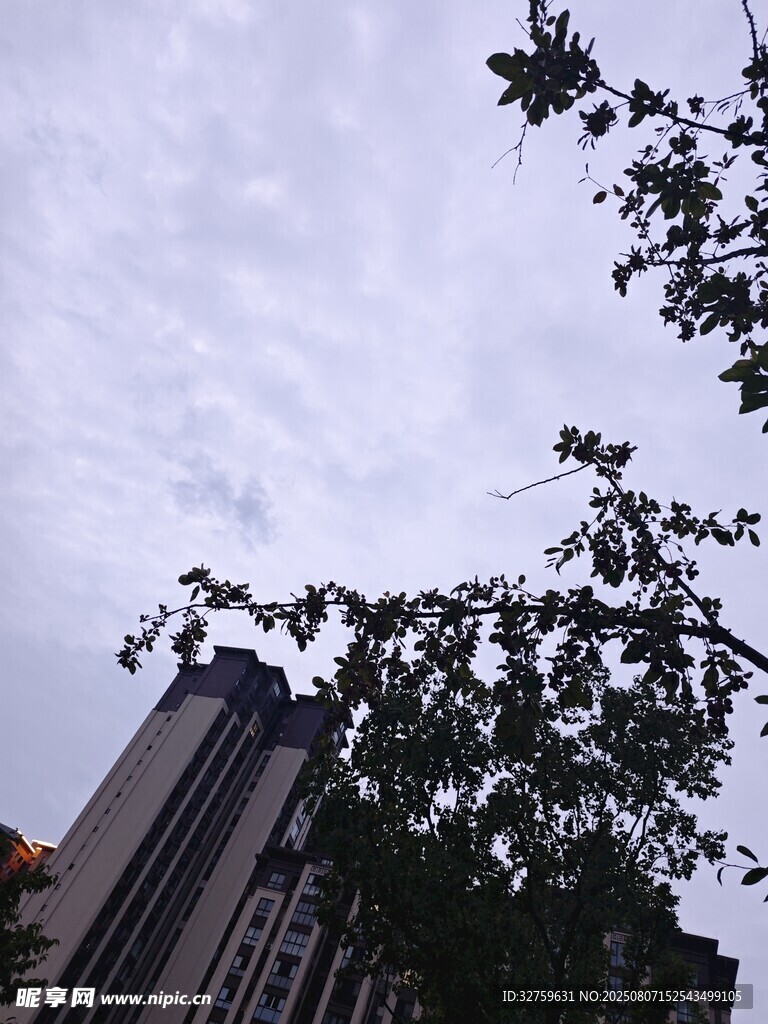 高楼旁枝叶繁茂的绿树