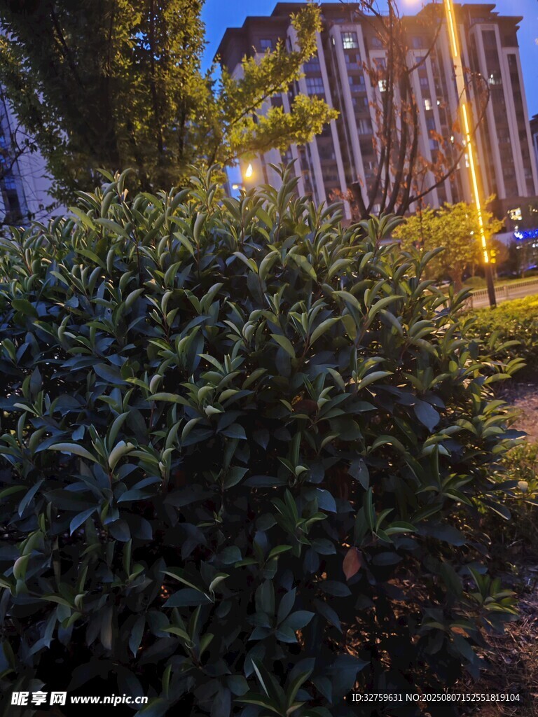 夜幕下的绿植与城市建筑