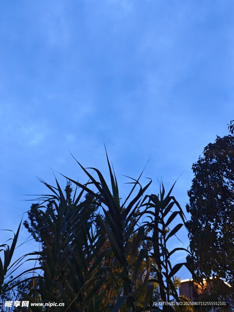 蓝天映衬下的植物轮廓