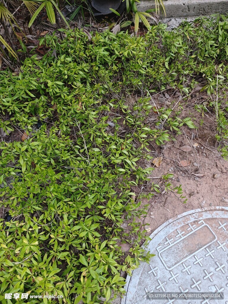 地面绿植与井盖场景