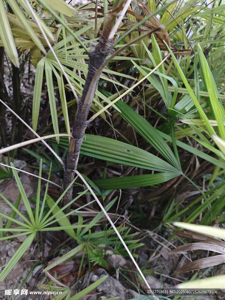 野外丛生的多样绿色植物