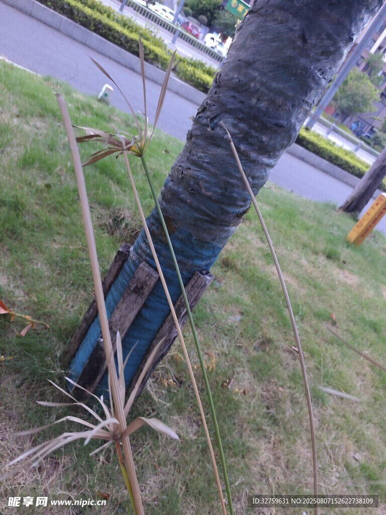 树干缠绕彩色布条的景象
