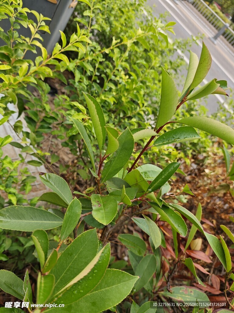 翠绿植物生机勃勃景象