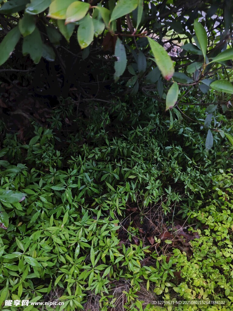 绿意盎然的植被景观