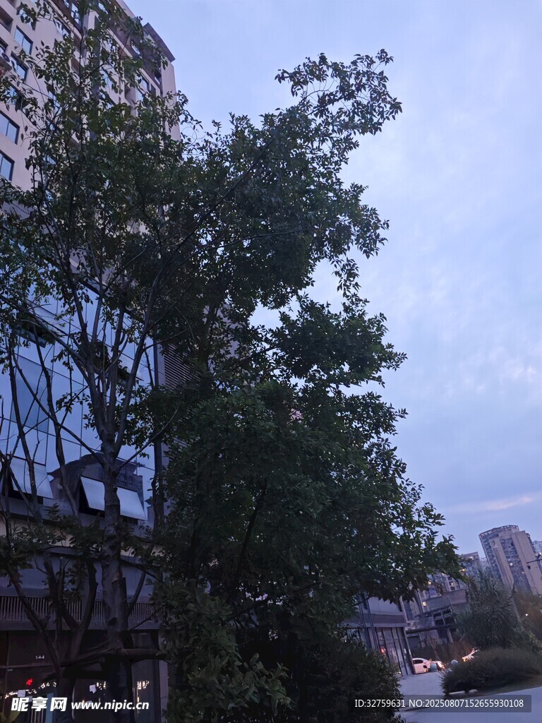 城市中繁茂绿树与建筑