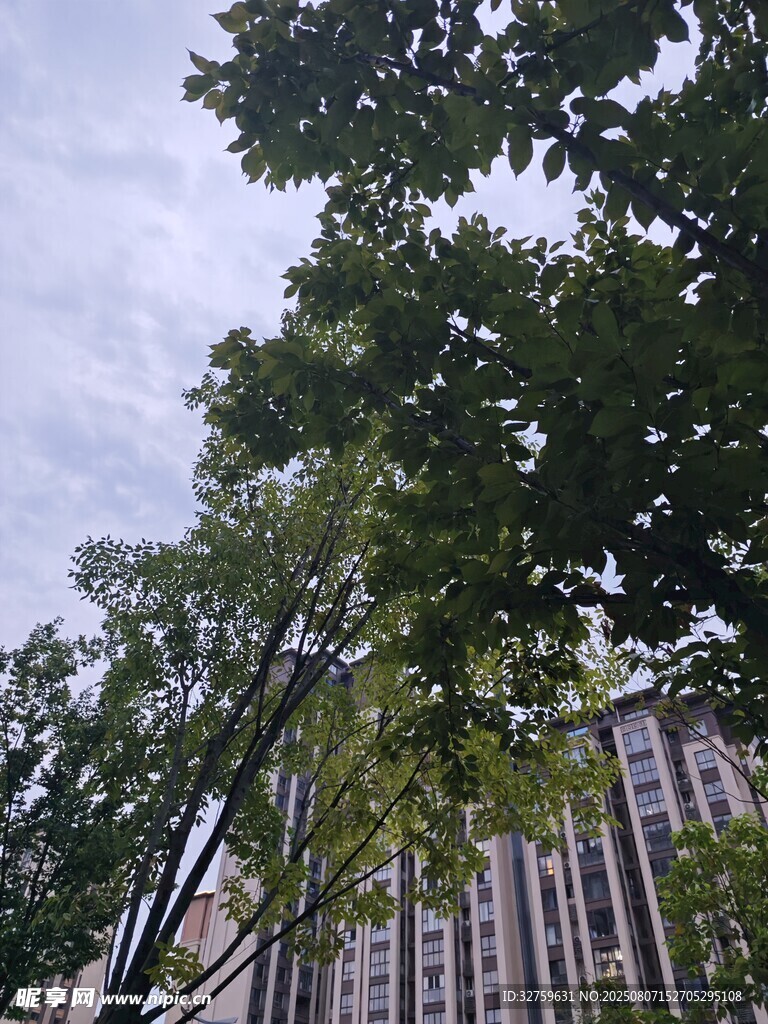 绿树掩映下的高楼