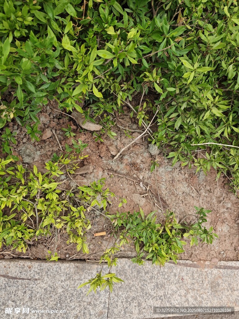 路边绿植与地面景象