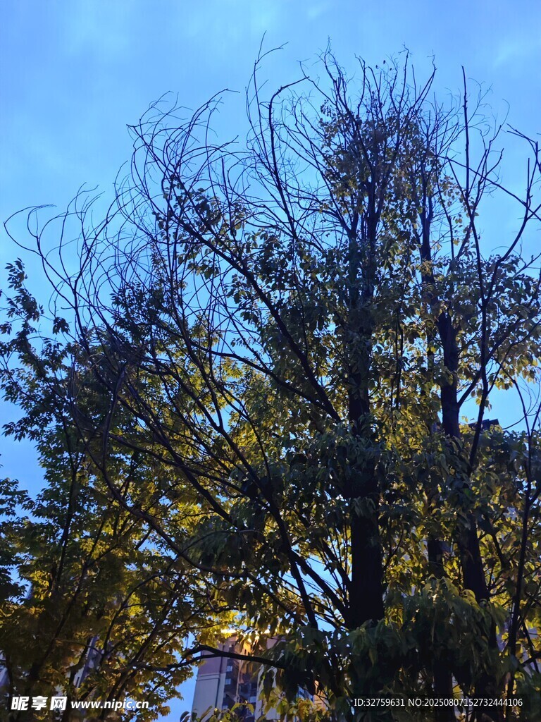 秋日树木景观
