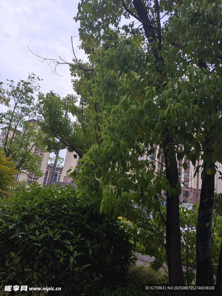 绿树成荫的户外景致