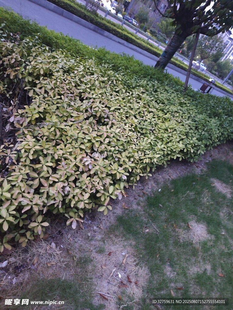 路边绿植景观