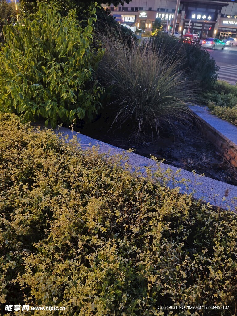 户外绿植景观一角