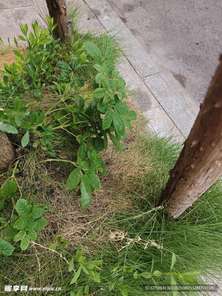 路边绿植景象